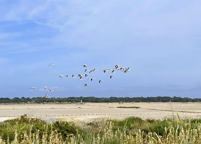 Le Palm, Climatise Pour 4 Personnes Avec Vue Et Piscine Sur Le Port D'hyeres * Hyères